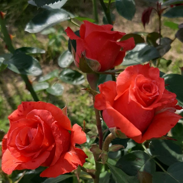 Три действия для яркого цветения роз. О главном подробно.